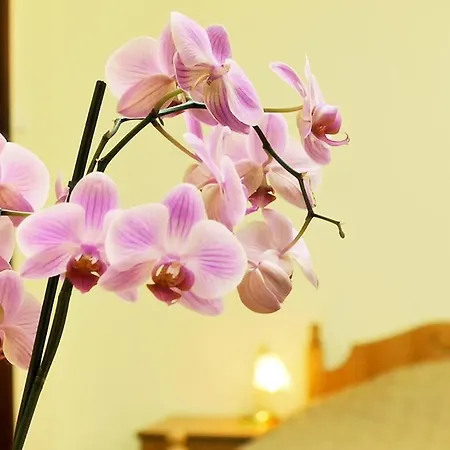 Star 4* Мукачево